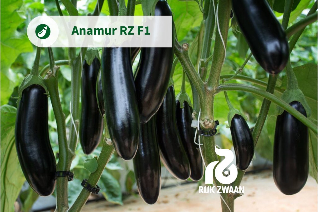 anamur-rz-f1-patlican-fidesi-4