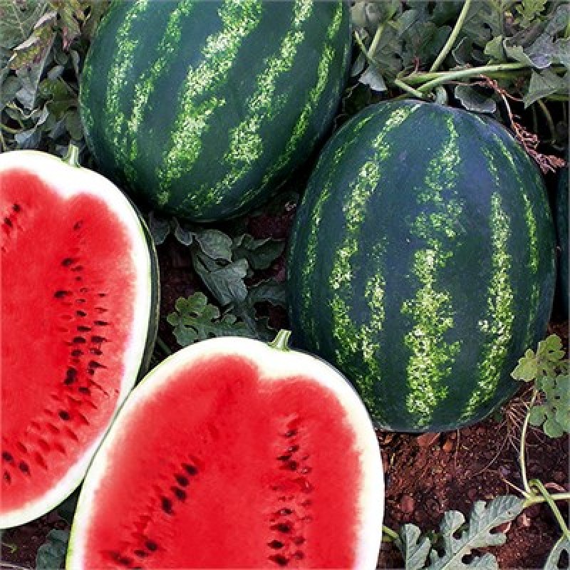 ustun-f1-karpuz-fidesi-800x800